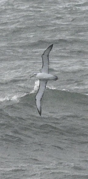 White-capped Albatross - ML620295716