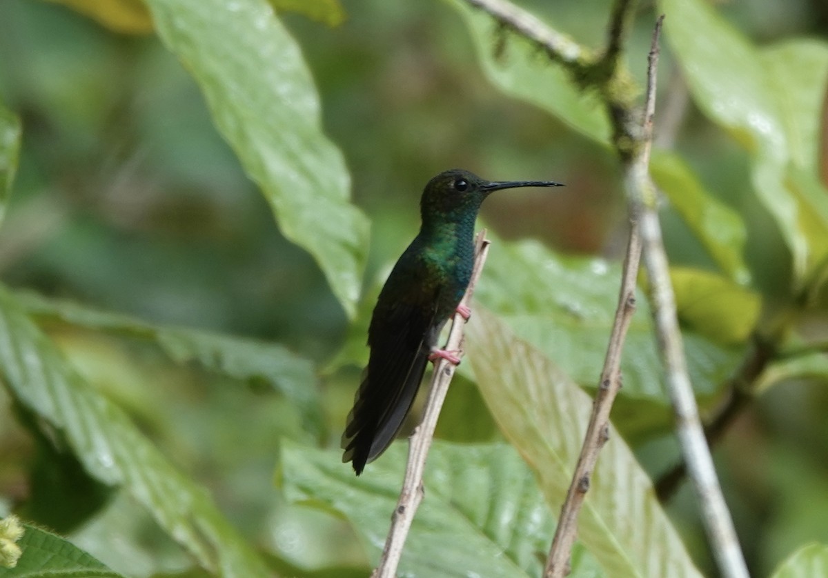 Colibri à queue bronzée - ML620295719