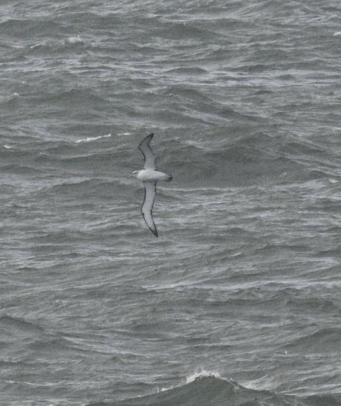 Albatros à cape blanche - ML620295722