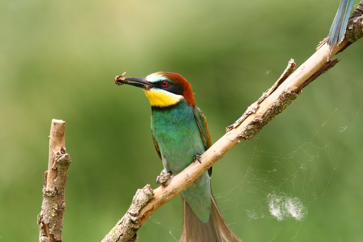 European Bee-eater - ML620295724