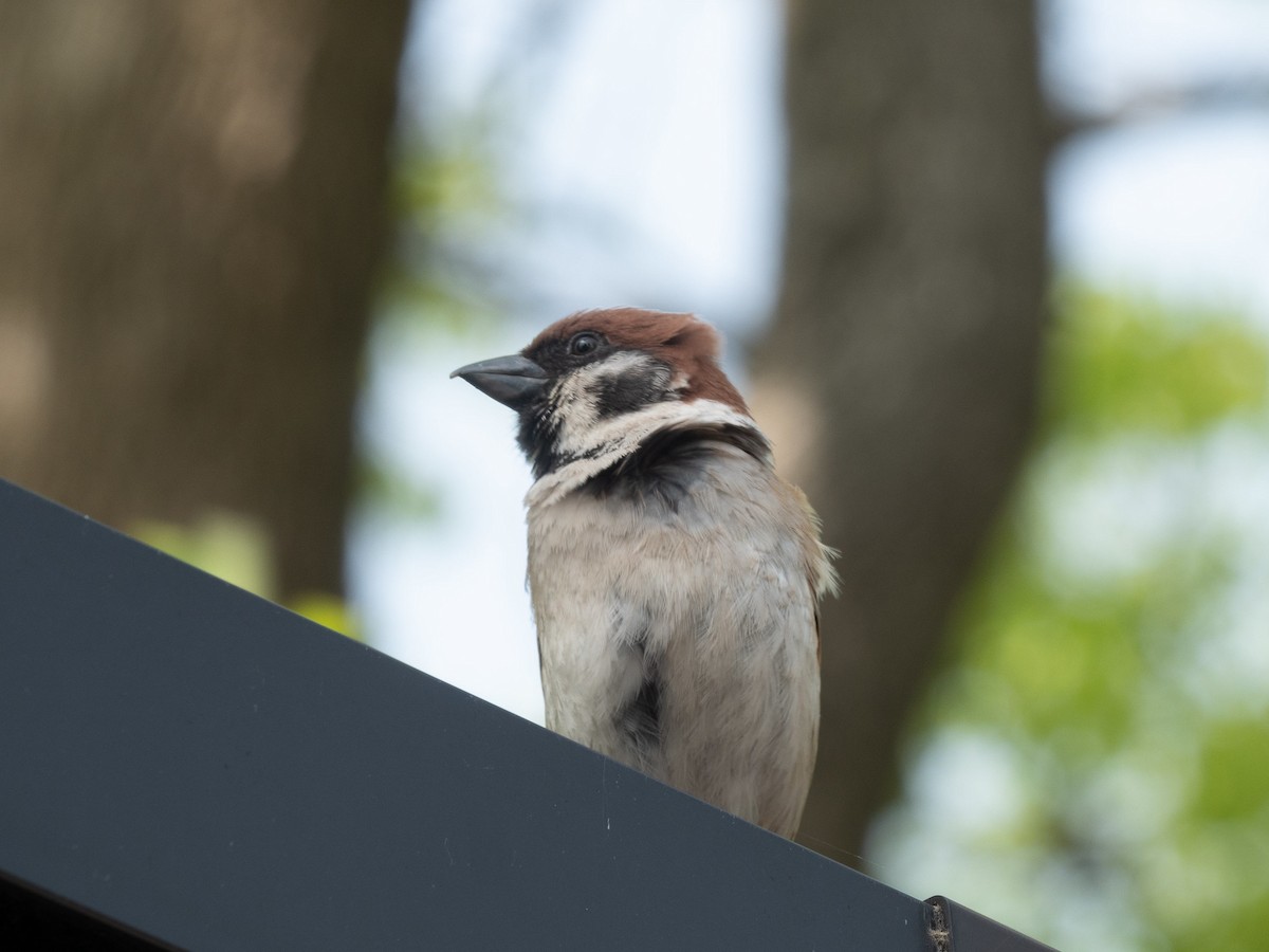 Eurasian Tree Sparrow - ML620295725