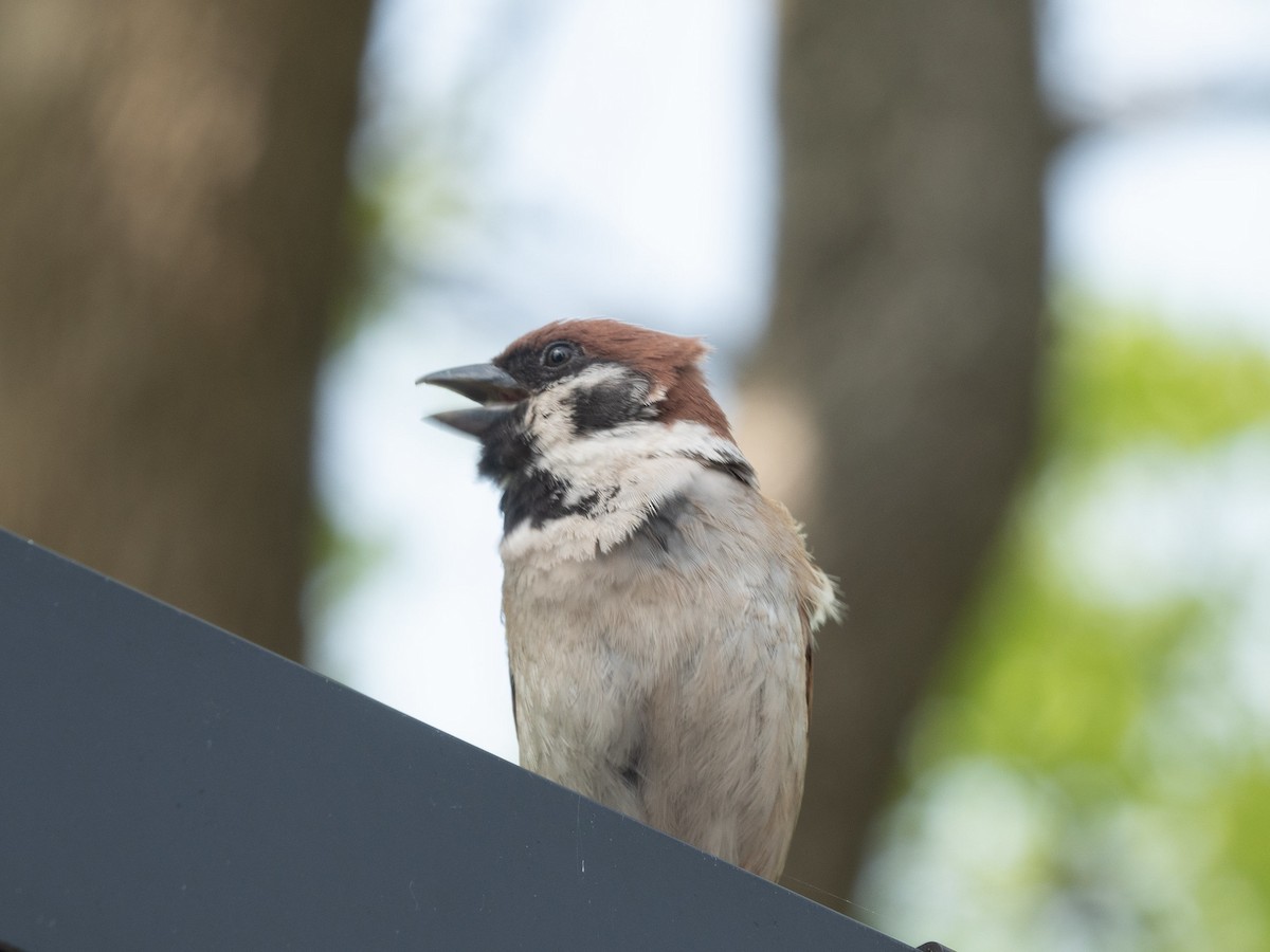 Eurasian Tree Sparrow - ML620295726