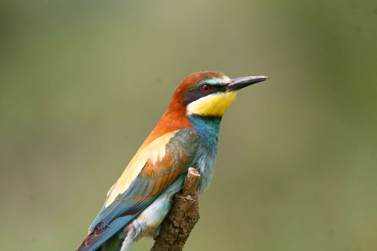 European Bee-eater - ML620295727