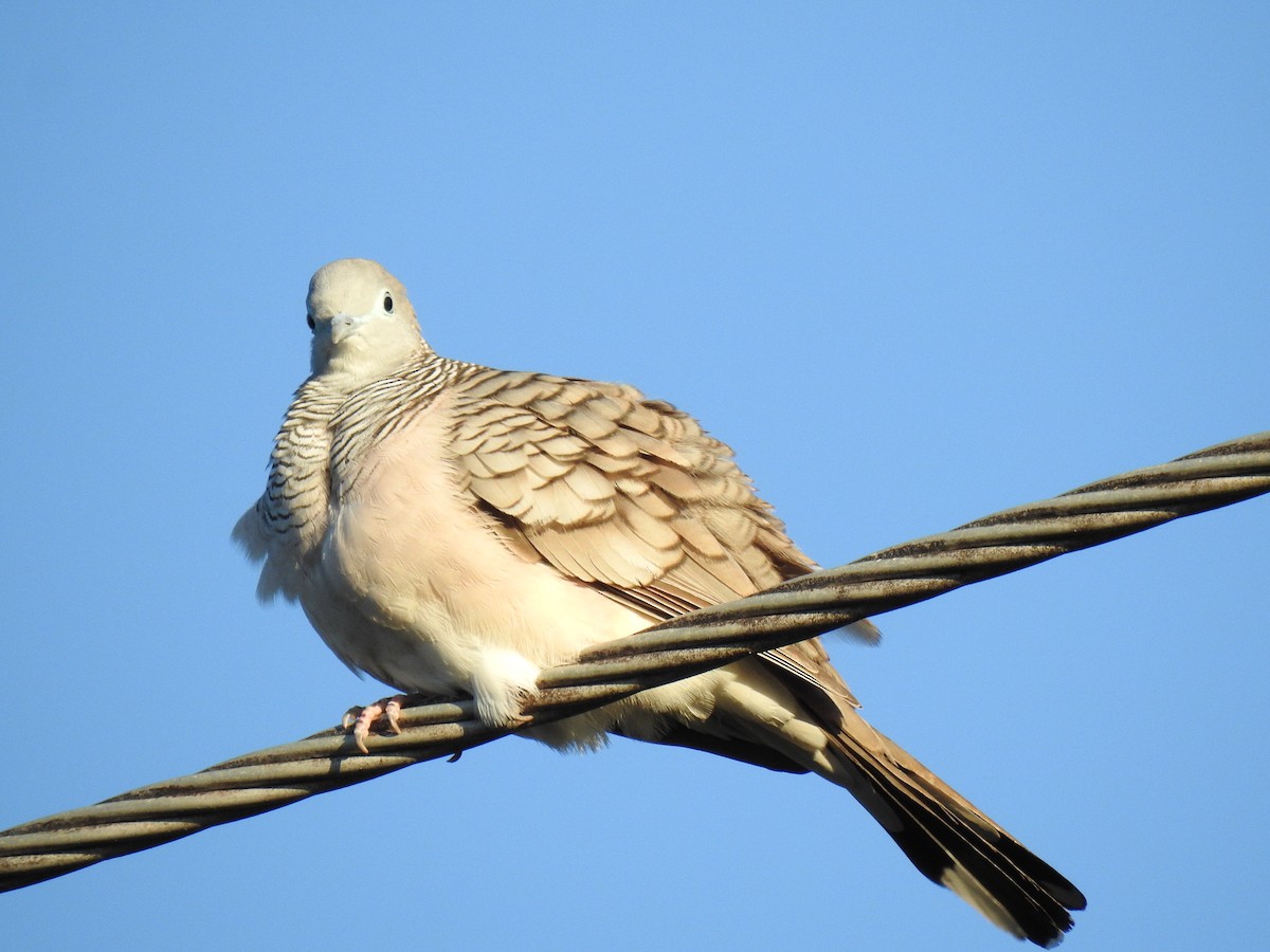 Peaceful Dove - ML620295732