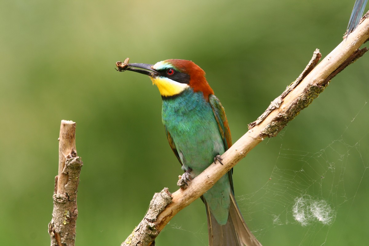 European Bee-eater - ML620295733