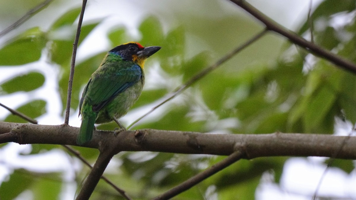 barbet zlatohrdlý - ML620295734