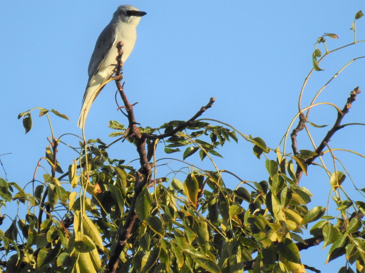 White-bellied Cuckooshrike - ML620295736