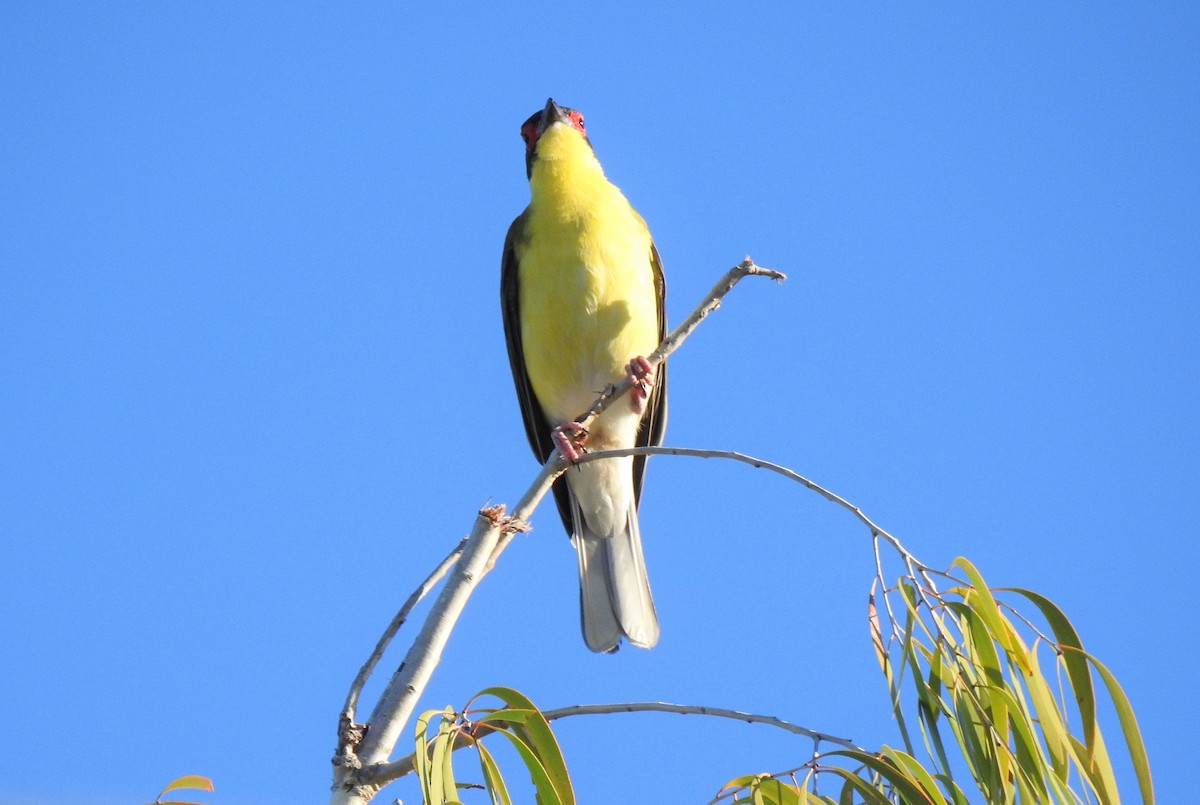 Australasian Figbird - ML620295738