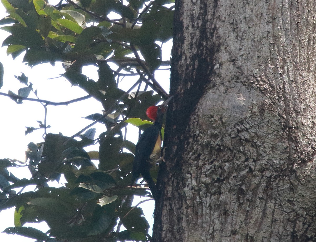 White-bellied Woodpecker - ML620295740