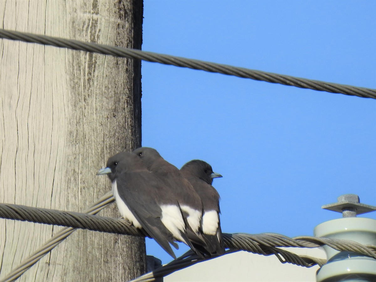 White-breasted Woodswallow - ML620295742