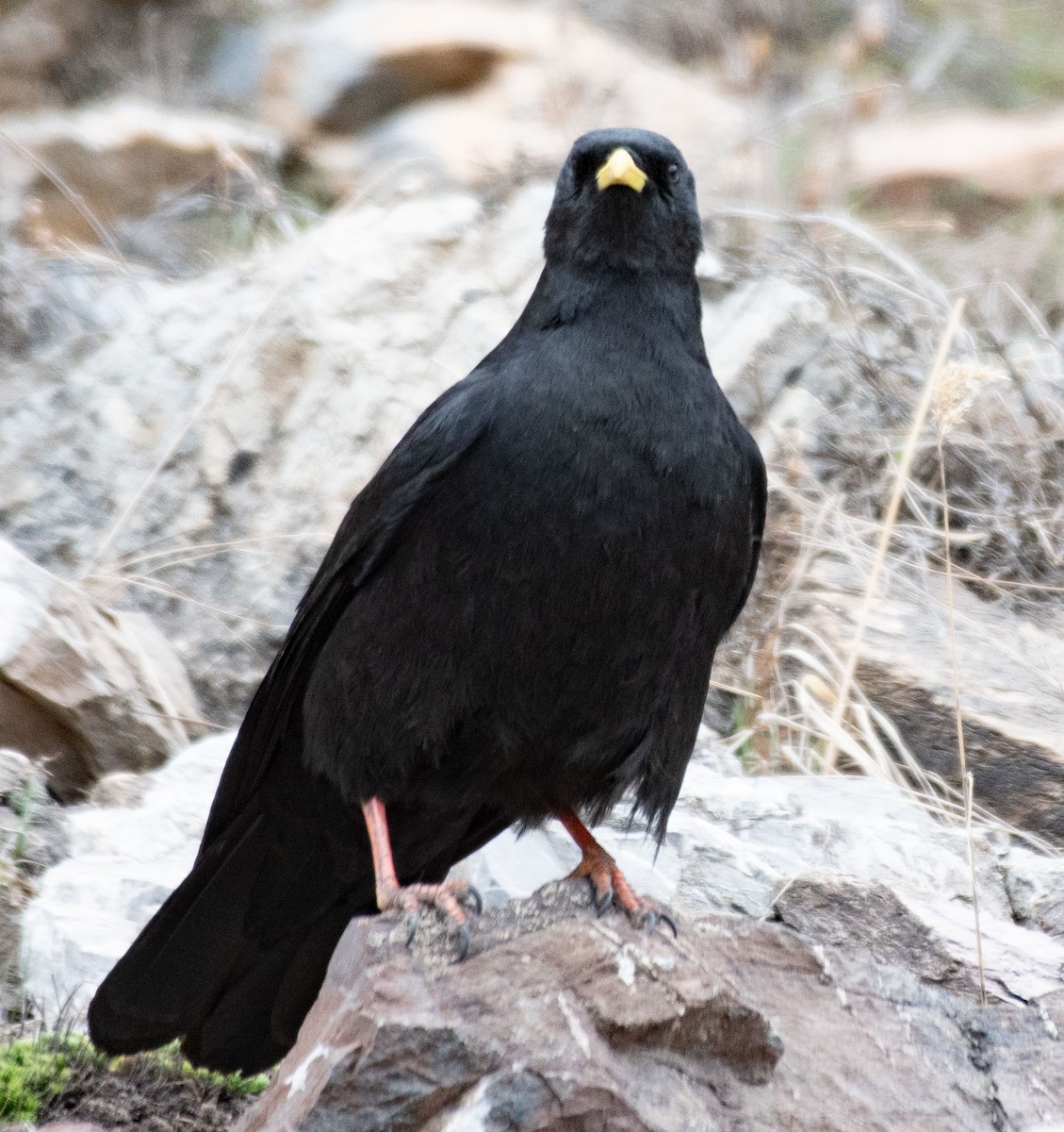 Yellow-billed Chough - ML620295744