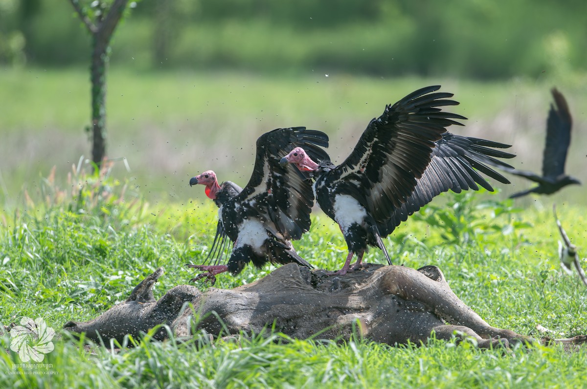 Red-headed Vulture - ML620295745