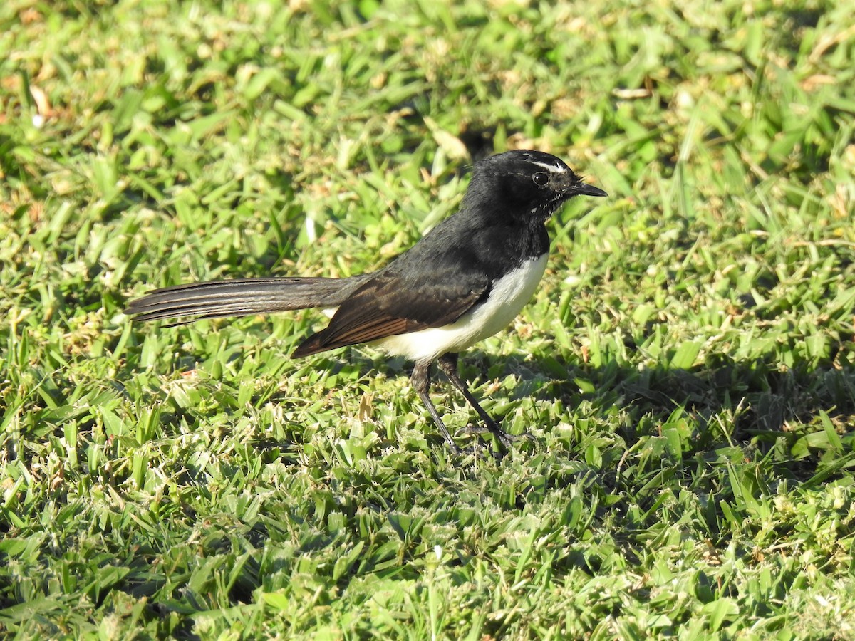 Willie-wagtail - ML620295746