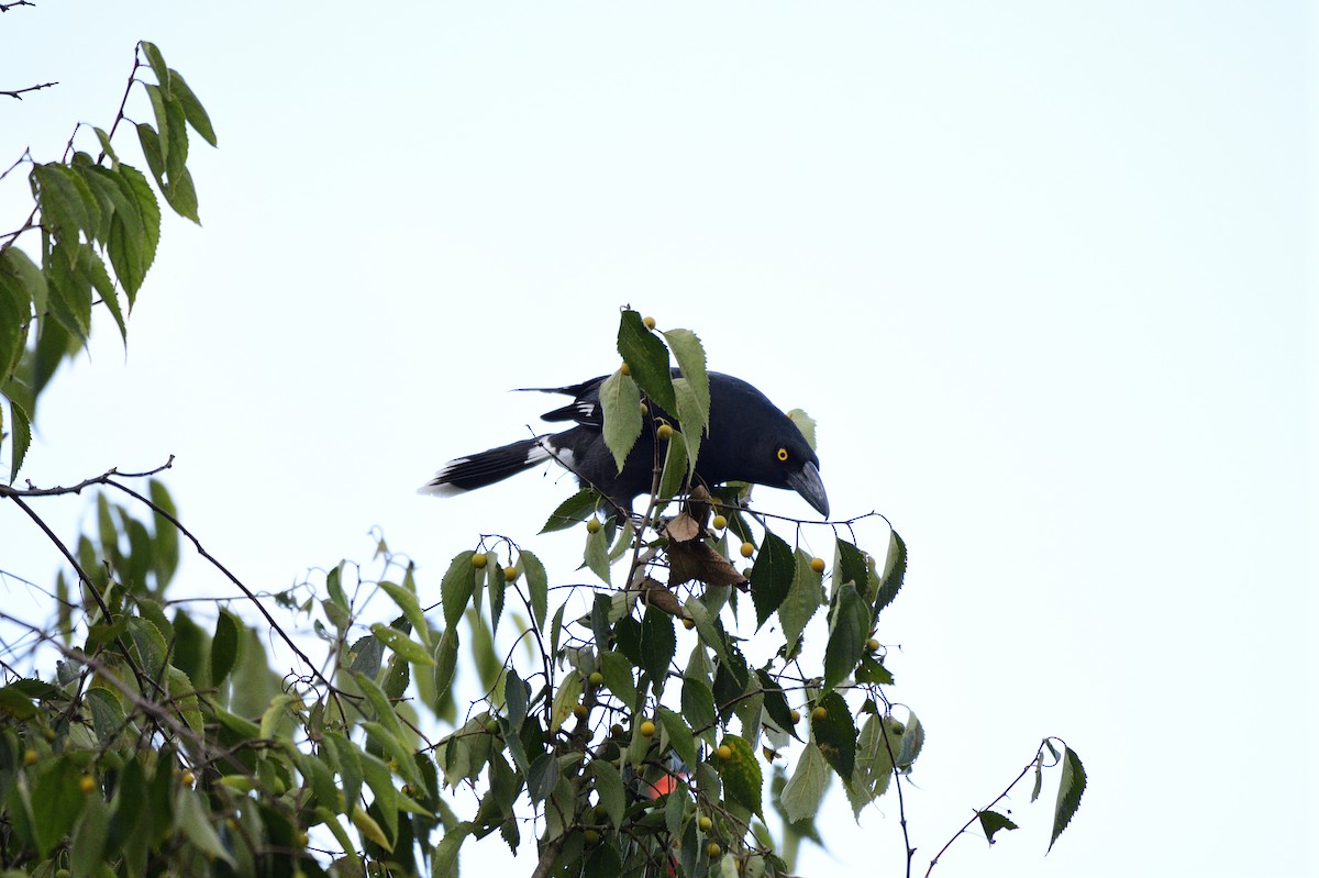 Pied Currawong - ML620295747