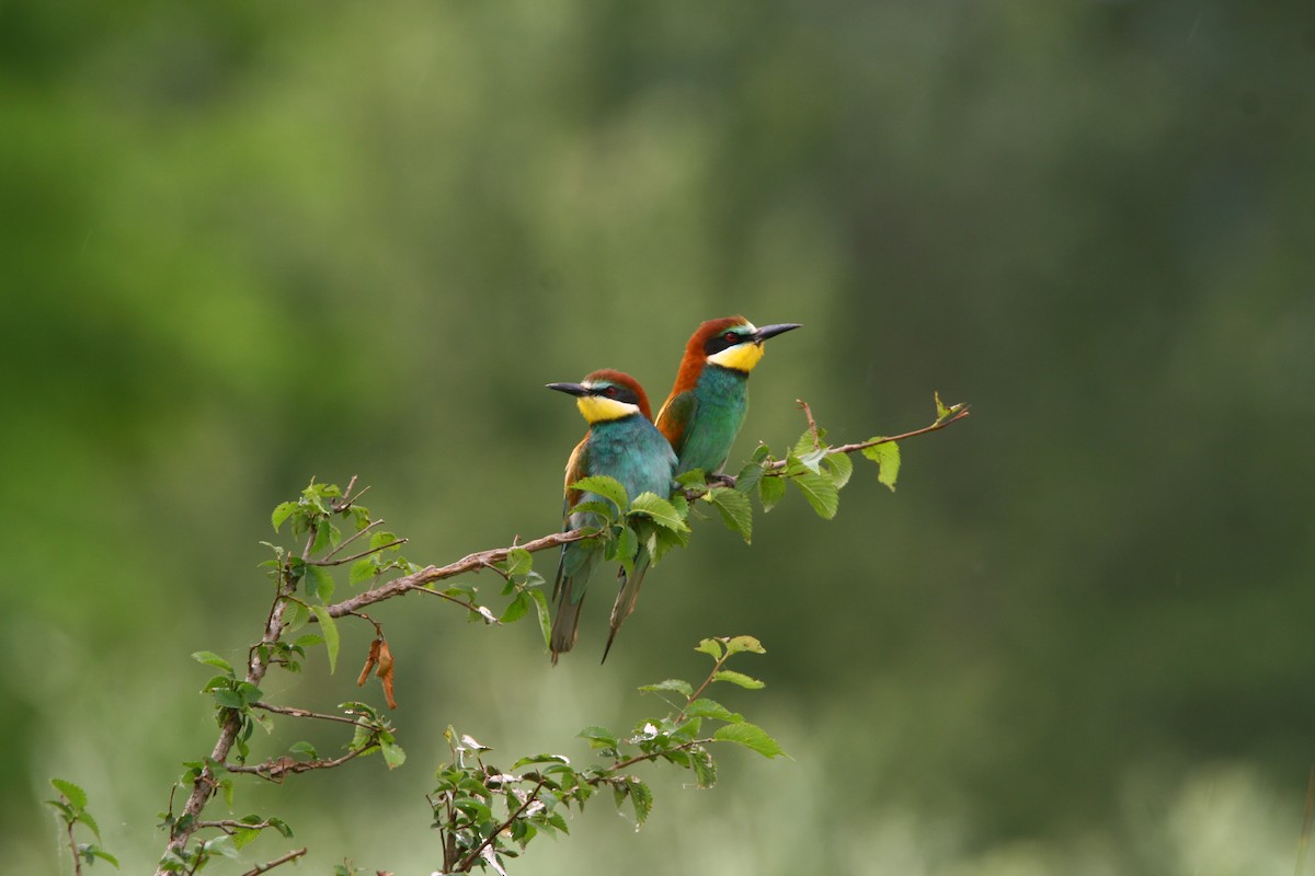 European Bee-eater - ML620295748