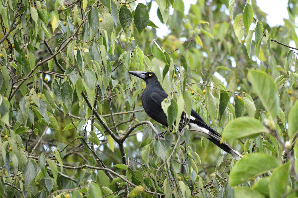 Pied Currawong - ML620295750