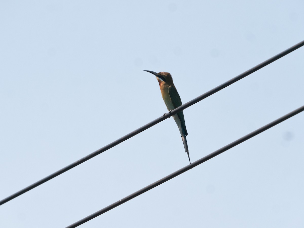 Blue-tailed Bee-eater - ML620295751