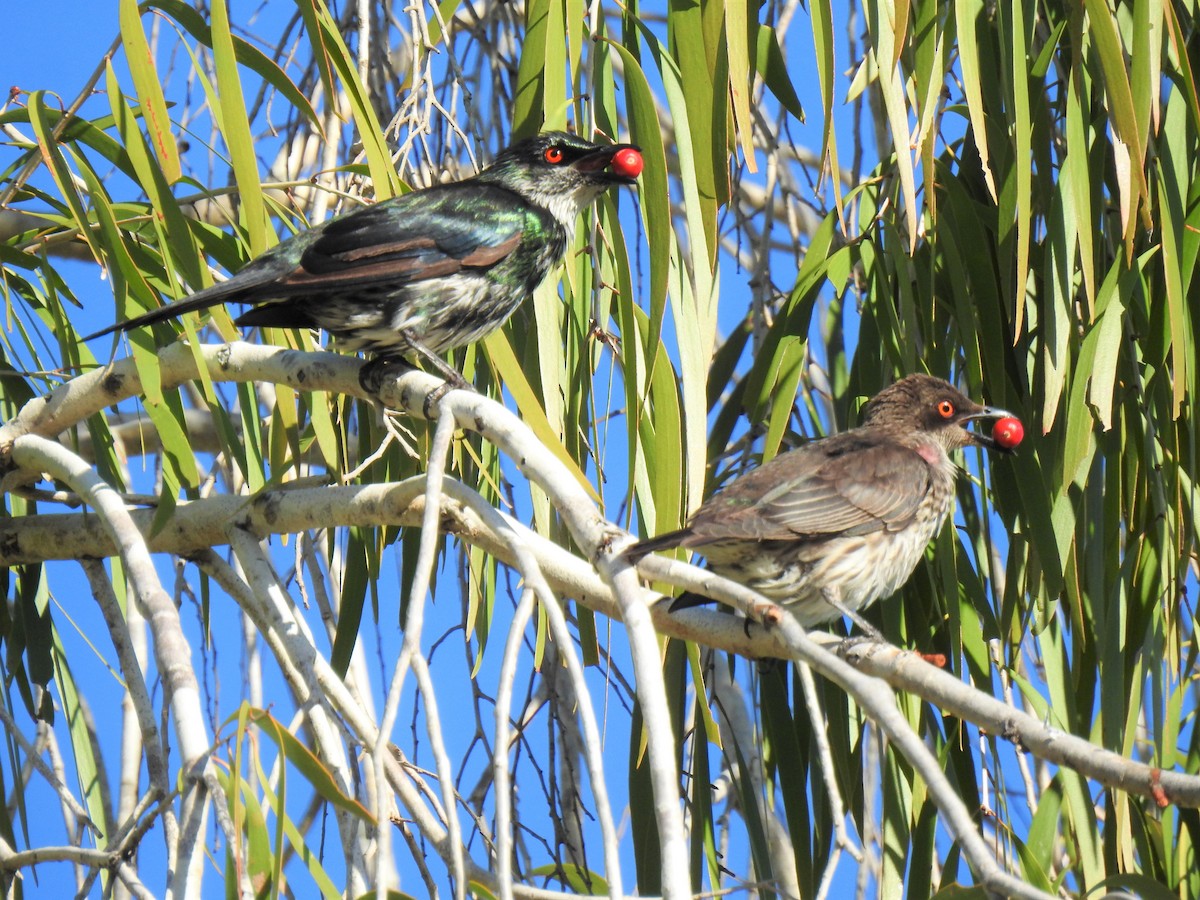 Metallic Starling - ML620295754