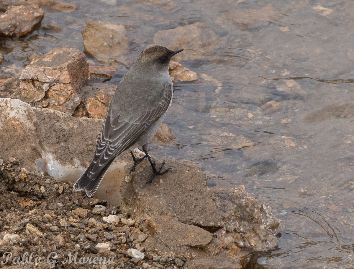 Dormilona Carinegra - ML620295756