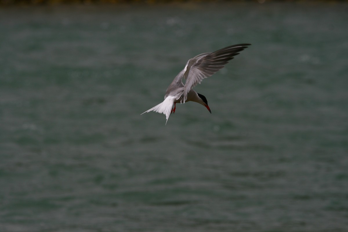 Common Tern - ML620295763