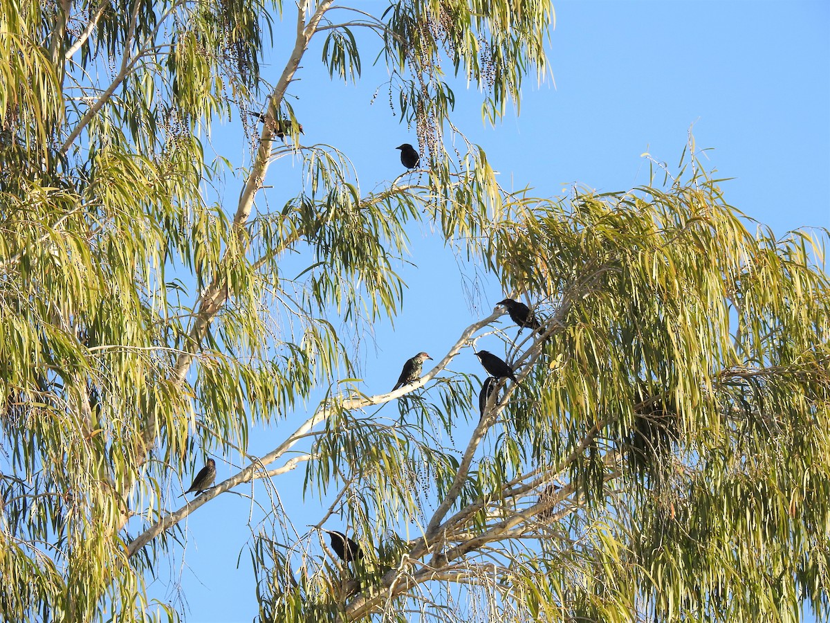 Metallic Starling - ML620295764