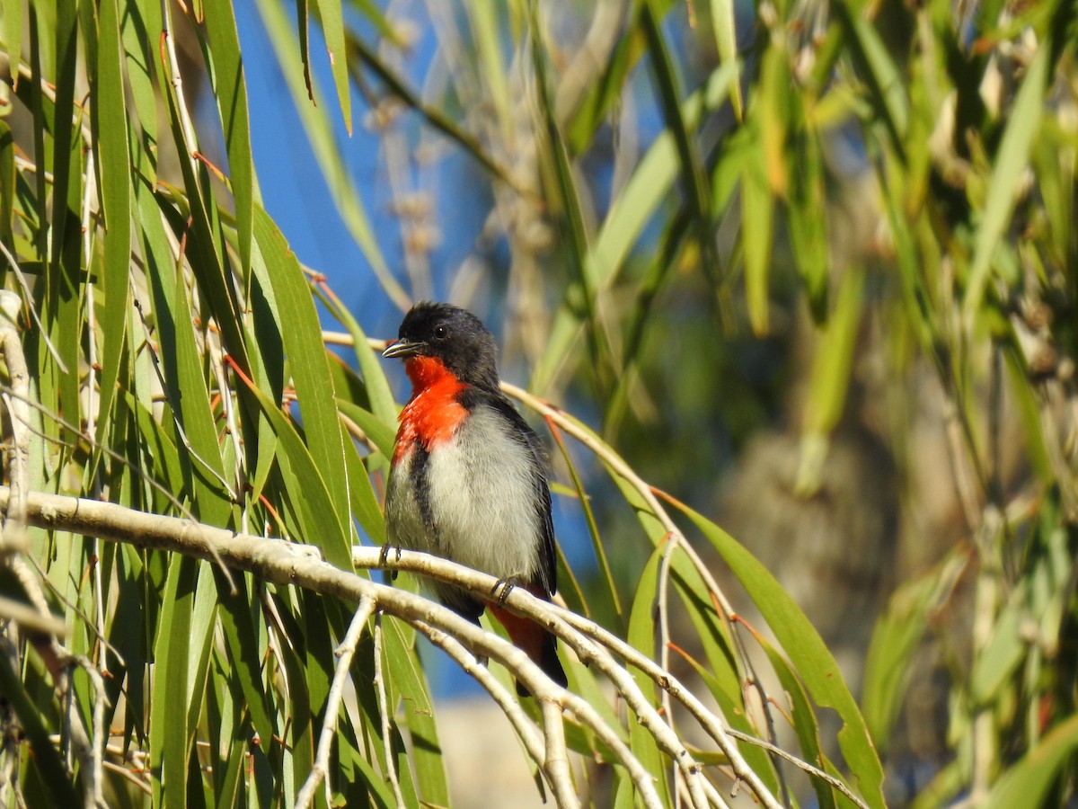 Mistletoebird - ML620295769