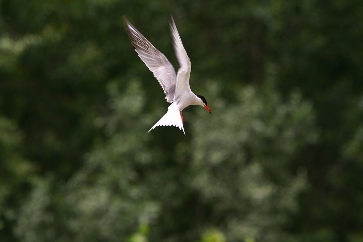 Common Tern - ML620295771