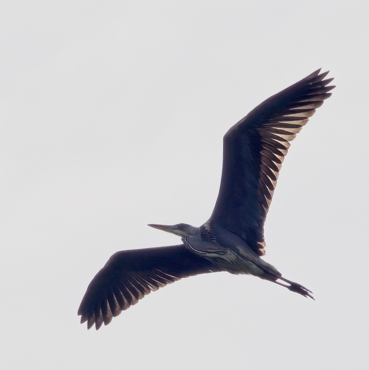 Gray Heron - ML620295772