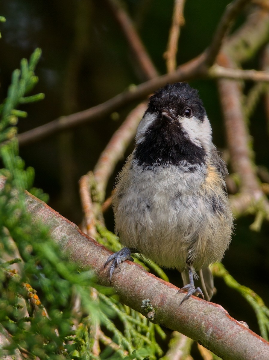 Coal Tit - ML620295774