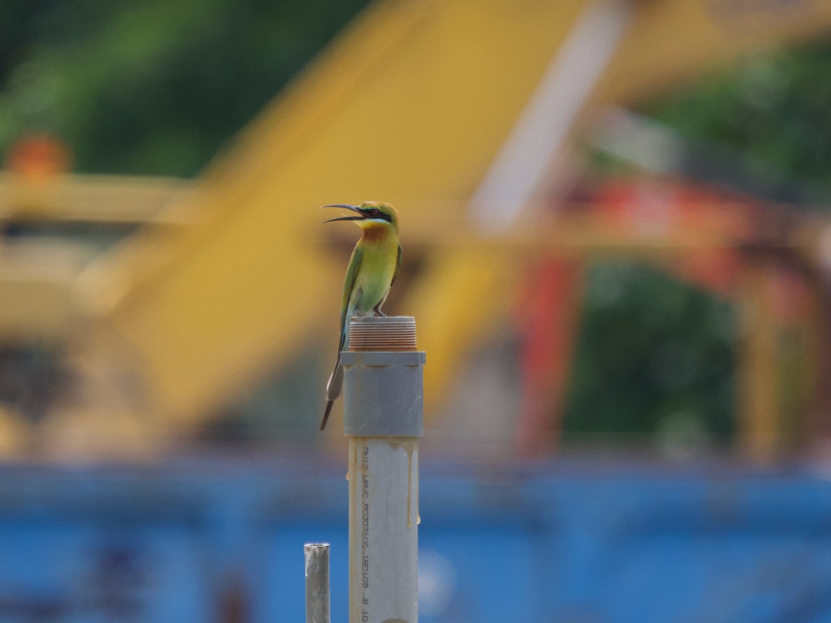 Blue-tailed Bee-eater - ML620295776
