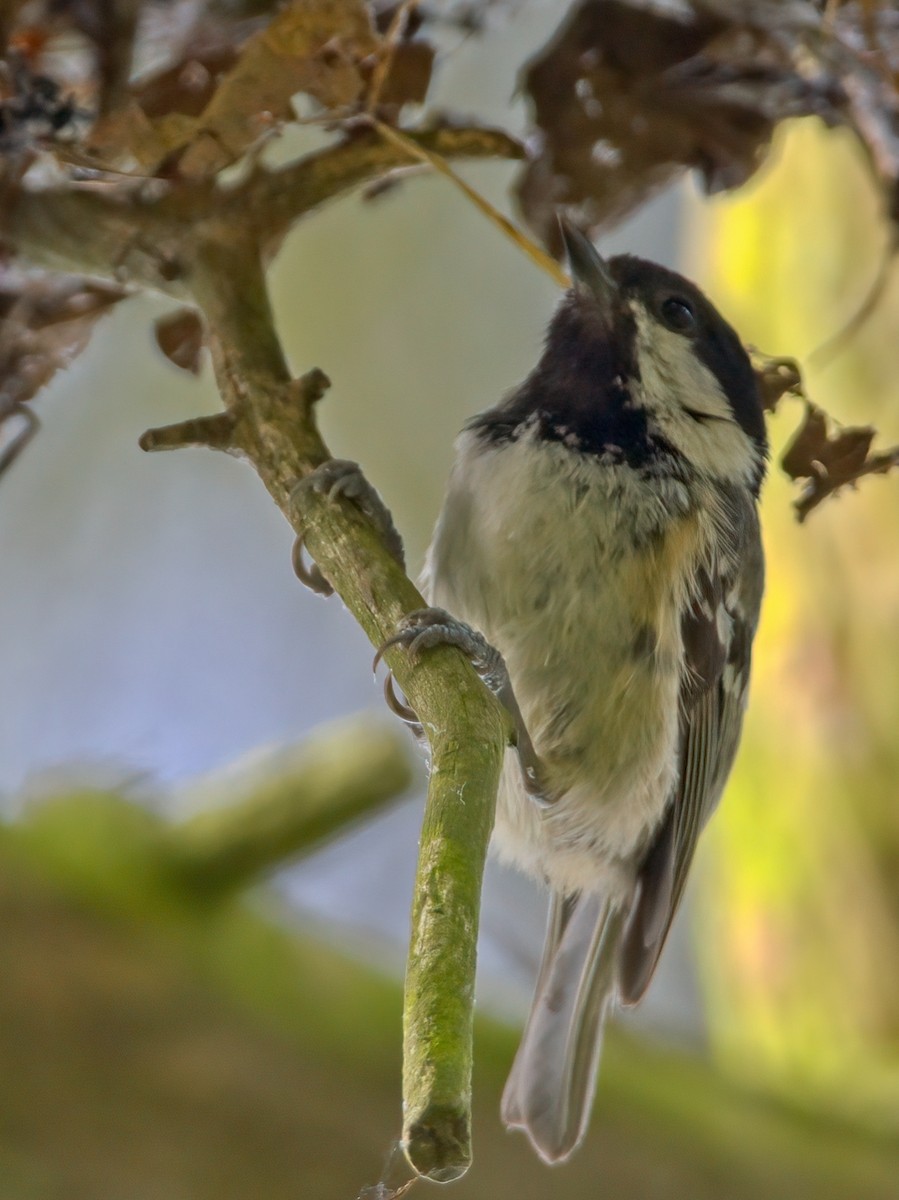 Coal Tit - ML620295778