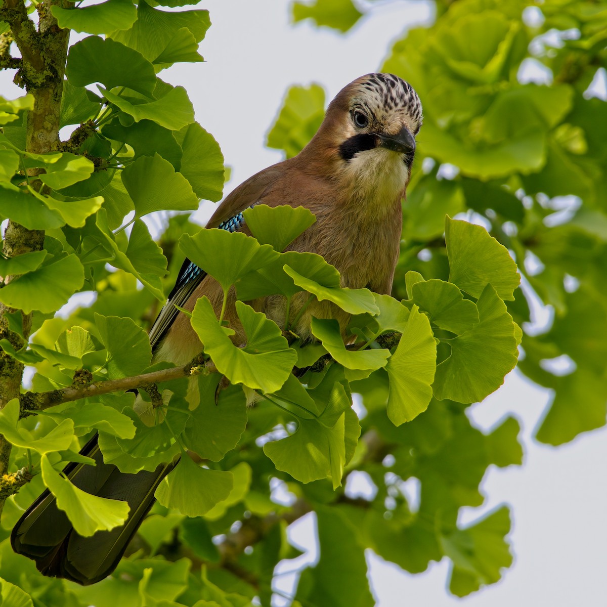 Eurasian Jay - ML620295780