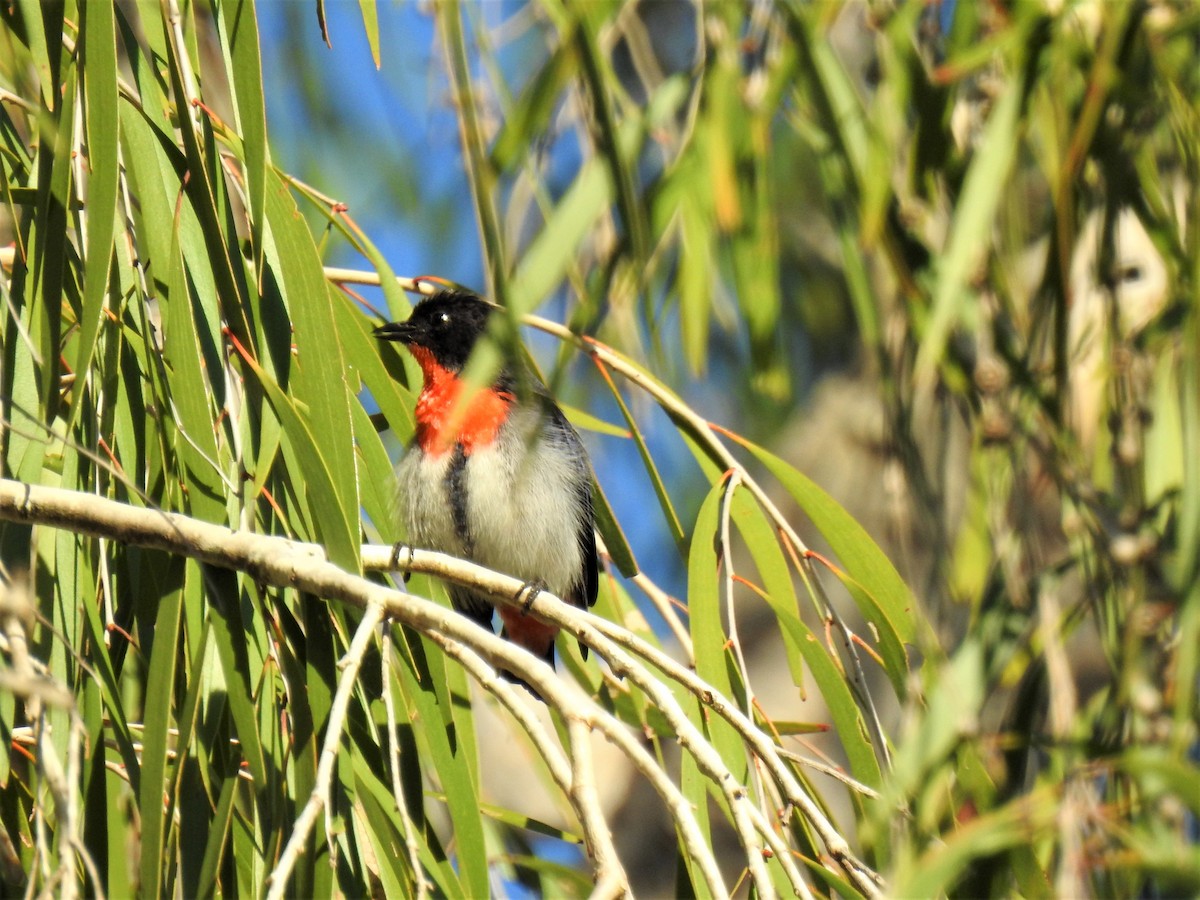 Mistletoebird - ML620295781