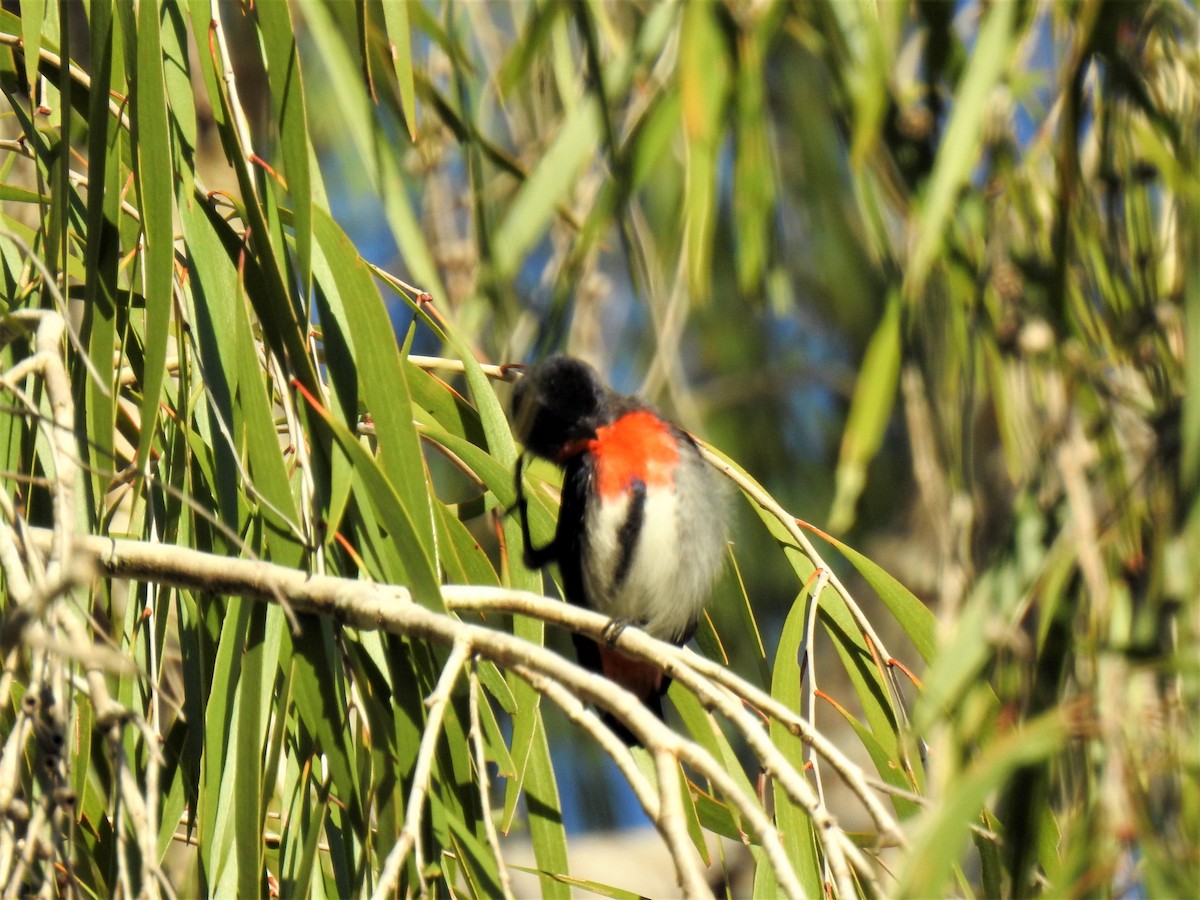 Mistletoebird - ML620295782