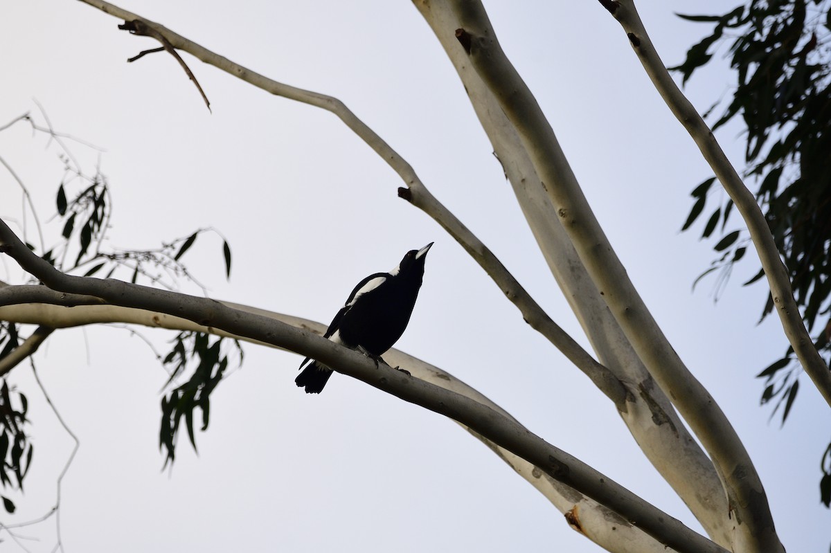 Australian Magpie - ML620295787