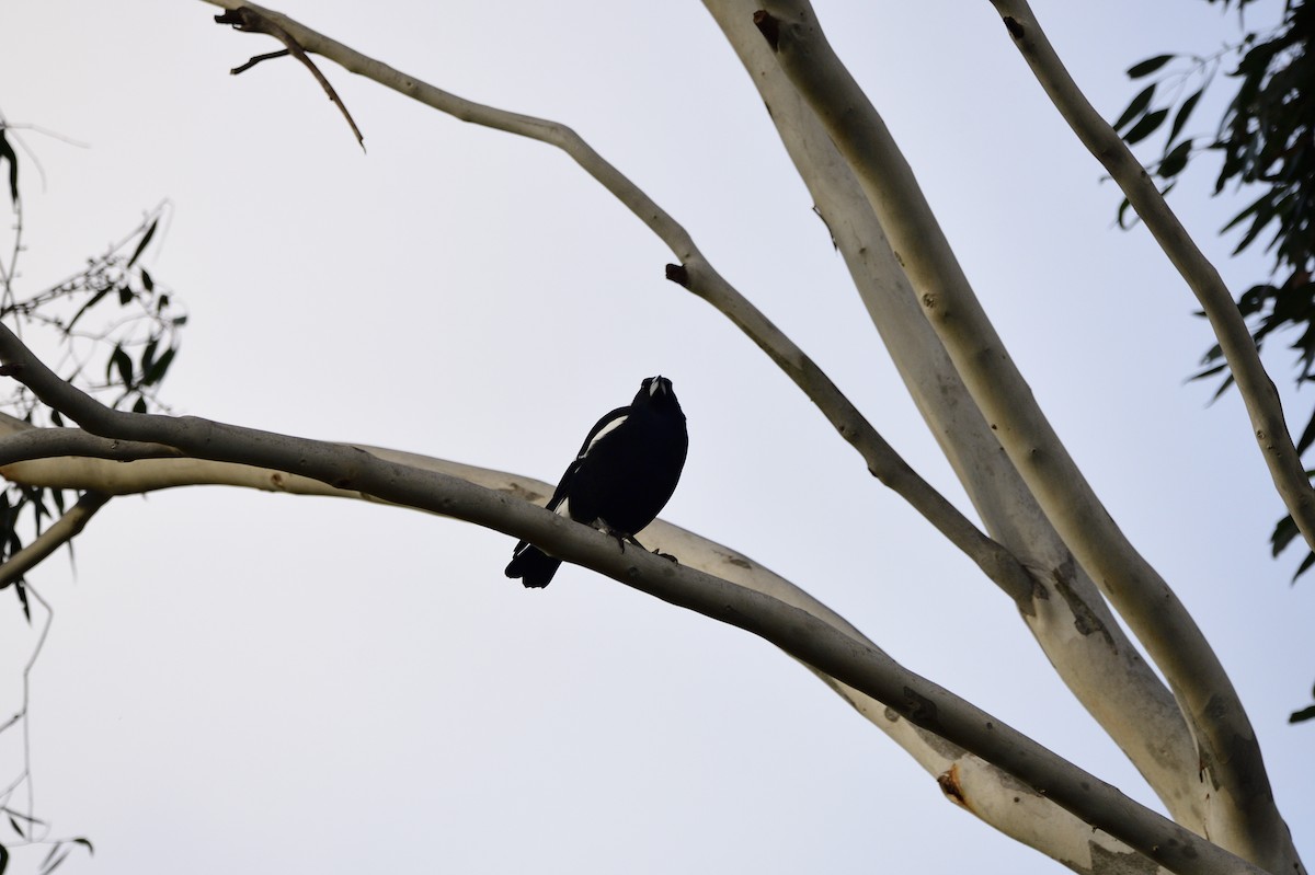 Australian Magpie - ML620295789