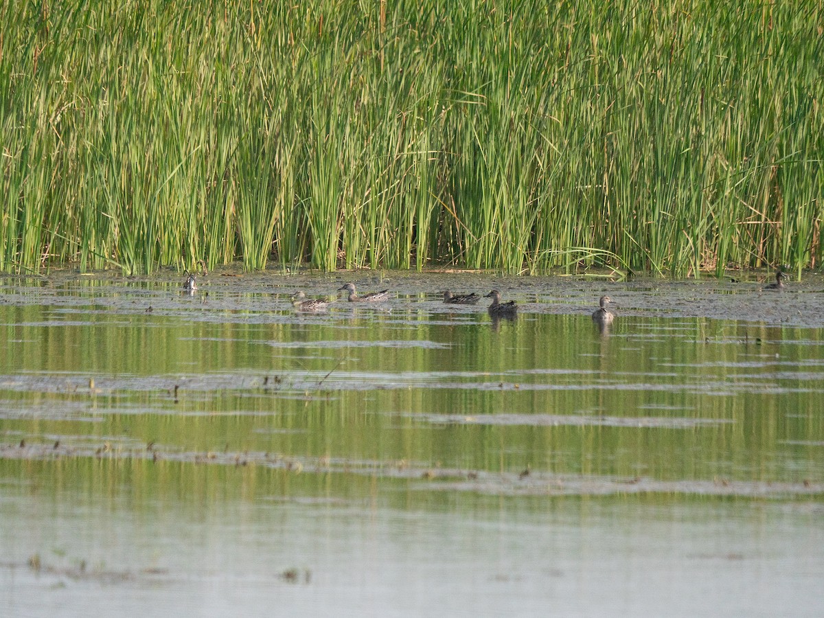 Garganey - ML620295794