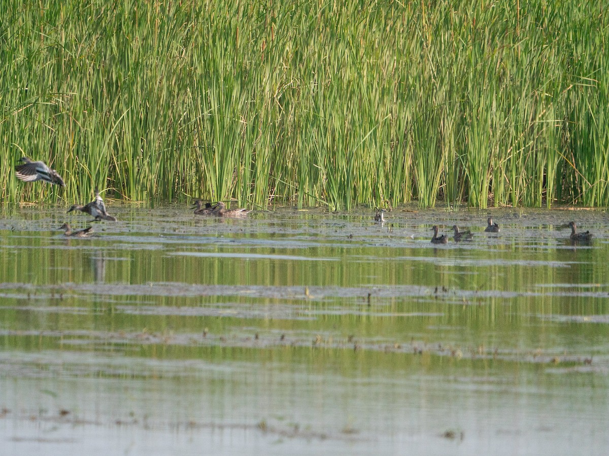 Garganey - ML620295796