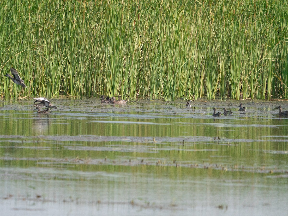 Garganey - ML620295797