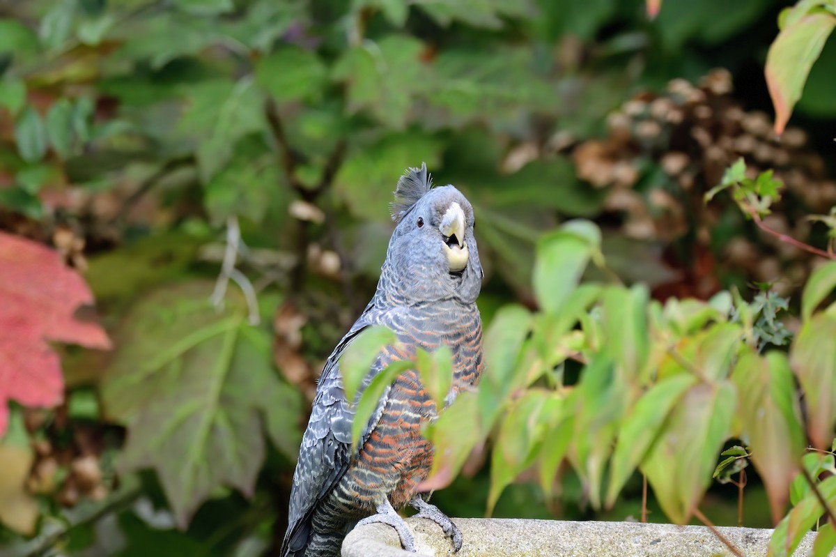 Gang-gang Cockatoo - Ken Crawley