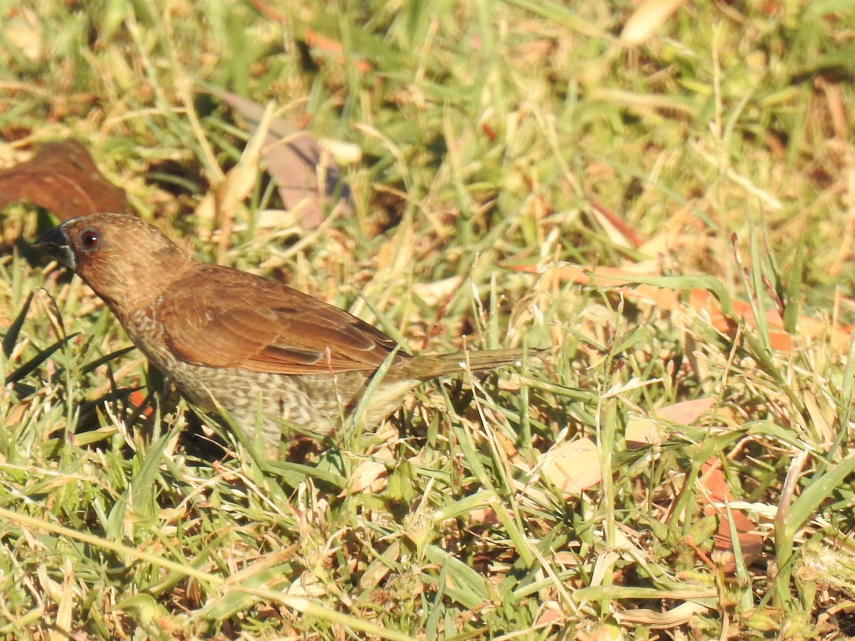 Scaly-breasted Munia - ML620295801