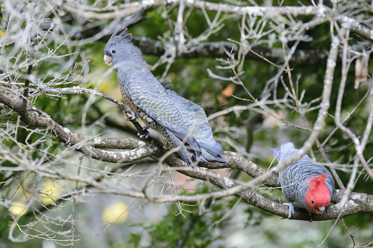 Gang-gang Cockatoo - ML620295802