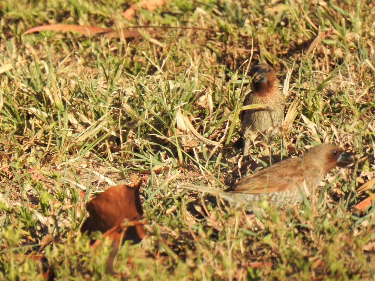 Scaly-breasted Munia - ML620295803