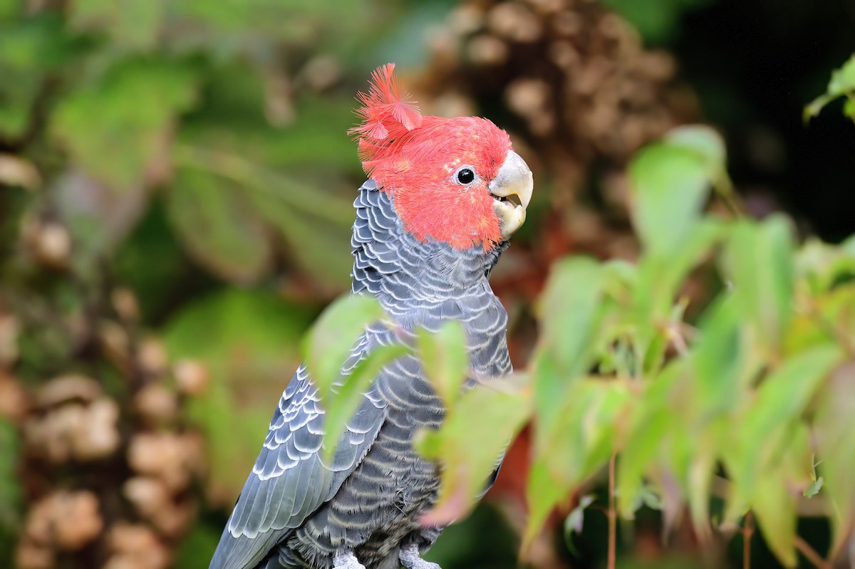 Gang-gang Cockatoo - ML620295804