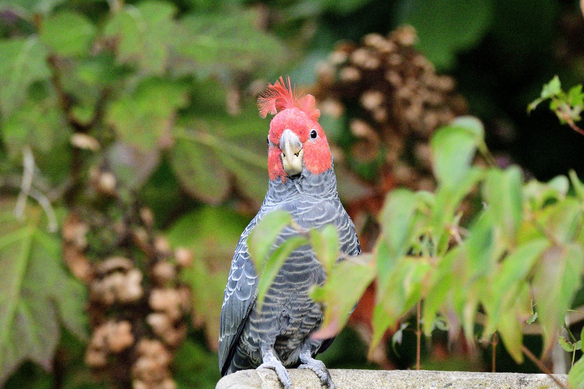 Gang-gang Cockatoo - ML620295805