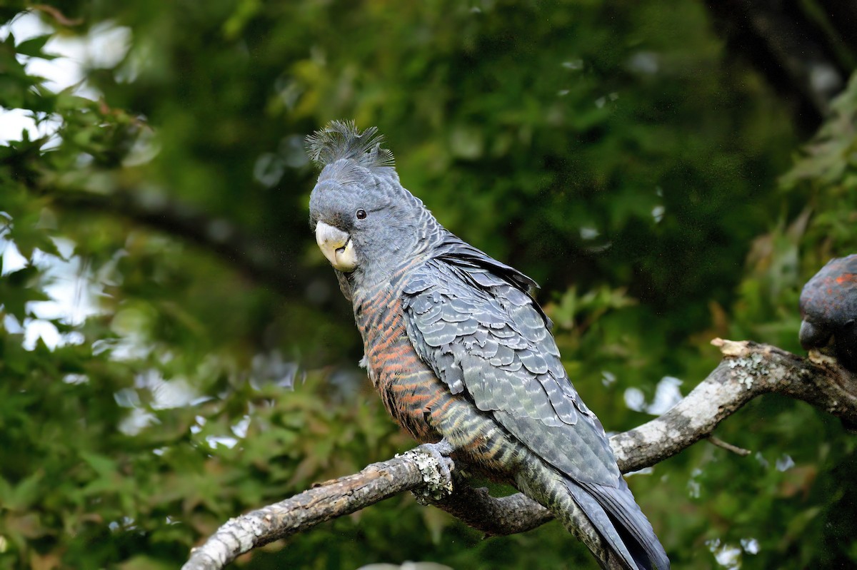 Gang-gang Cockatoo - ML620295806