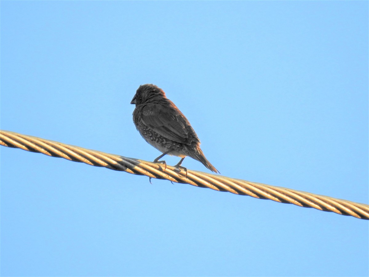 Scaly-breasted Munia - ML620295807