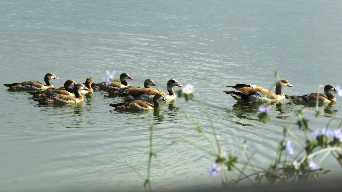 Egyptian Goose - ML620295808