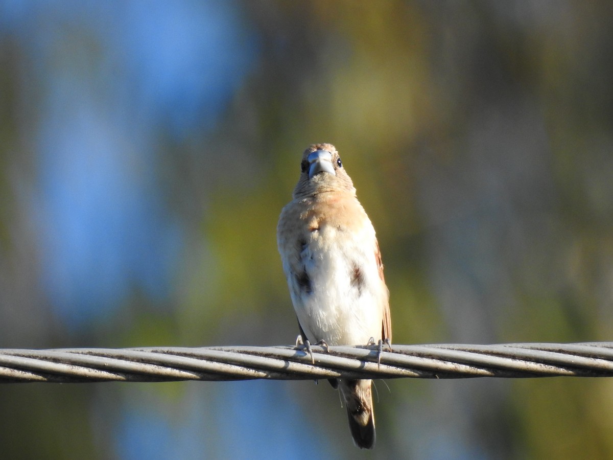 Chestnut-breasted Munia - ML620295810