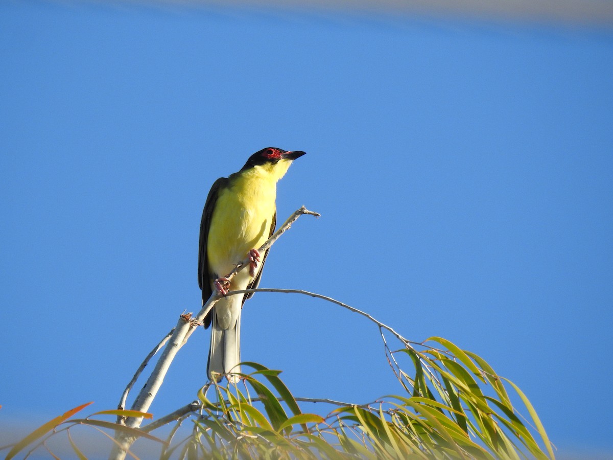 Australasian Figbird - ML620295813